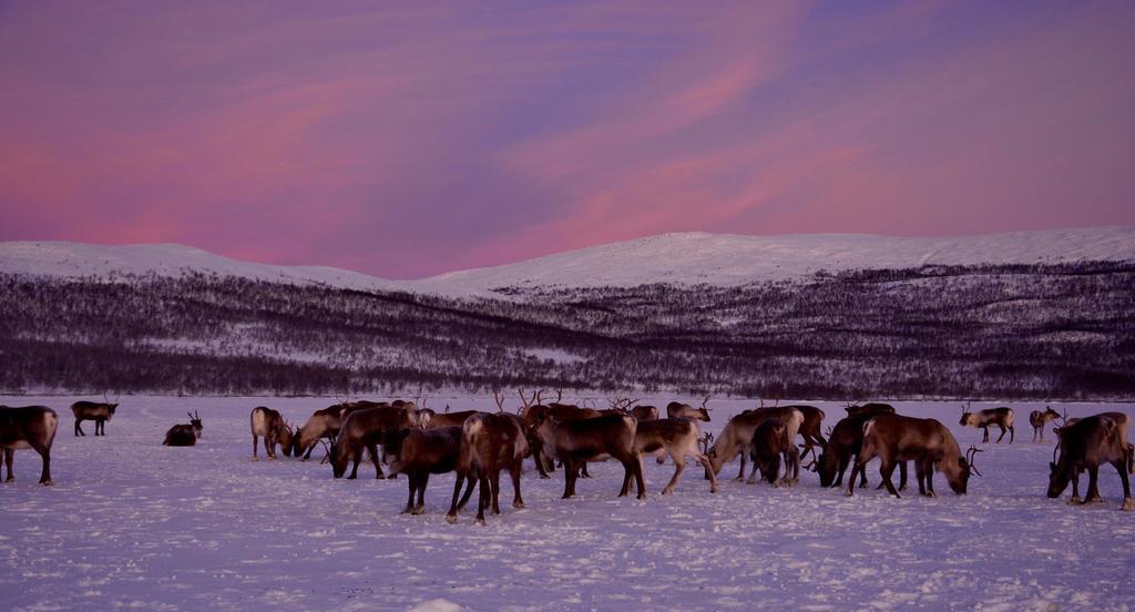 Kilpisjaerven Tunturimajat Villa Kilpisjärvi Стая снимка