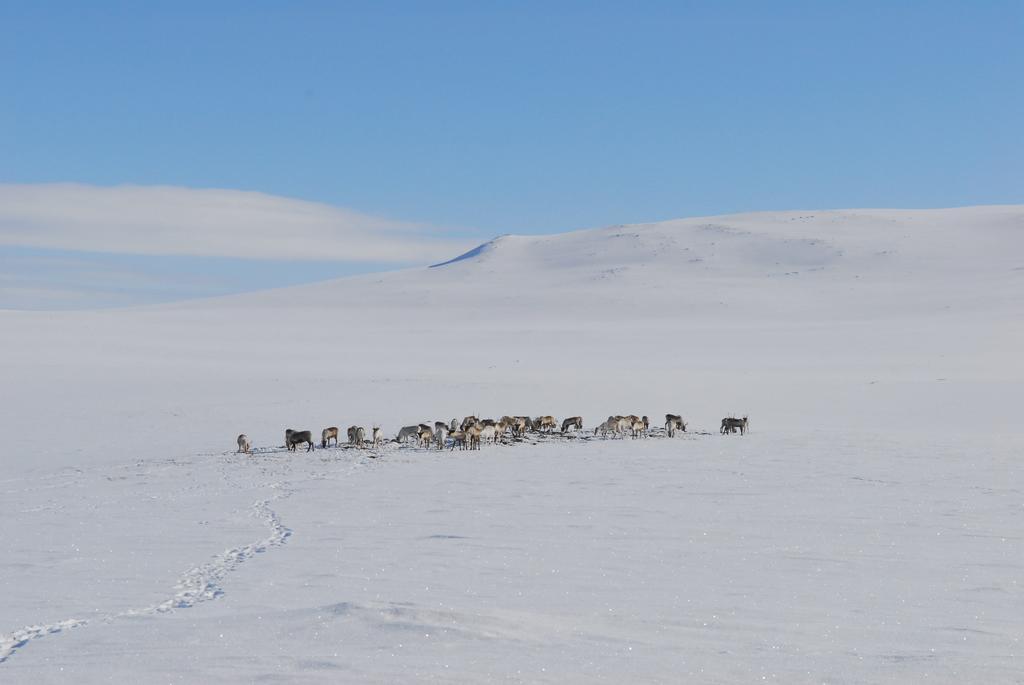 Kilpisjaerven Tunturimajat Villa Kilpisjärvi Екстериор снимка